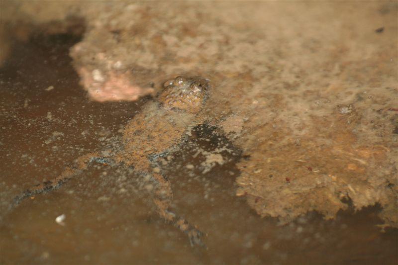 Uova,girini,metamorofosato,ululoni adulti in una sola  pozza